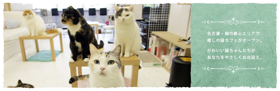 名古屋・錦の都心エリアで癒しの猫カフェがオープン。かわいい猫ちゃんたちがあなたをやさしくお出迎え。イメージ1